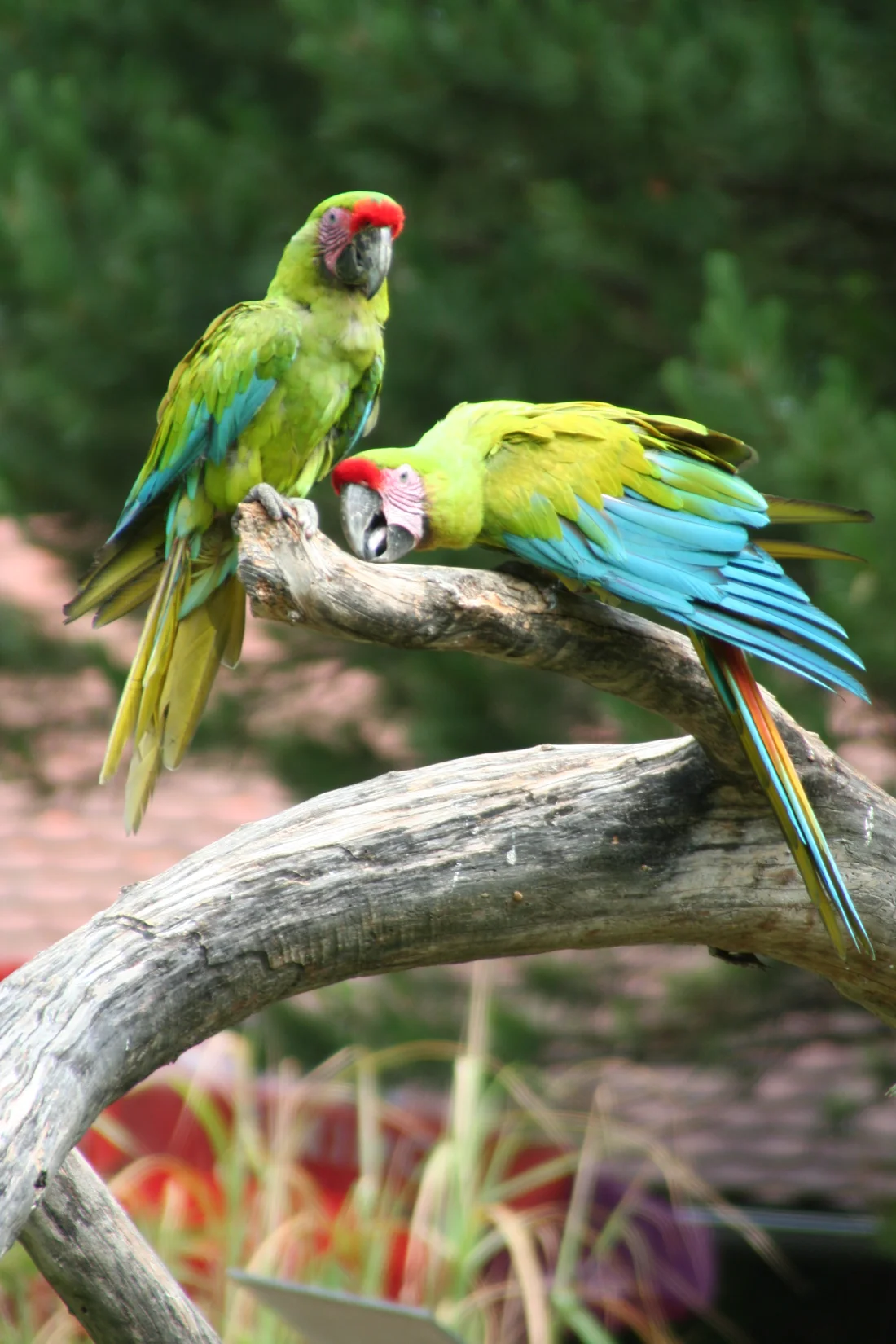 Guacamayo verde mayor, Ara ambiguus, en una fotografía de referencia